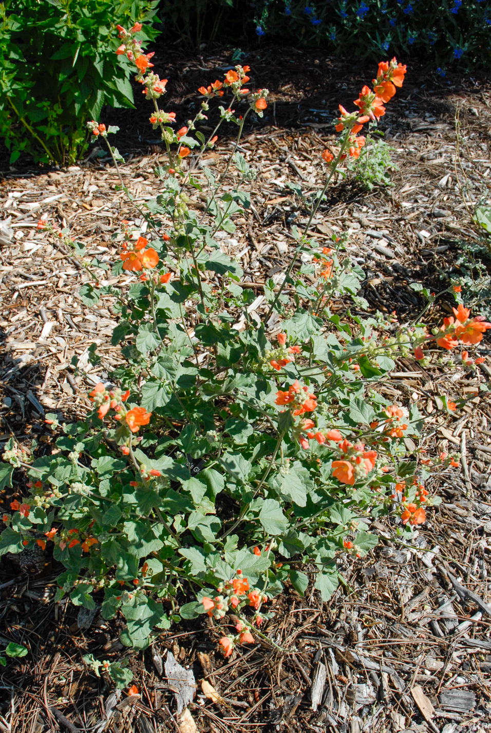 Munro's Globemallow